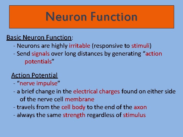 Neuron Function Basic Neuron Function: - Neurons are highly irritable (responsive to stimuli) -