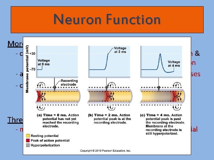 Neuron Function More on Action Potential: - created by the movement of positively charged