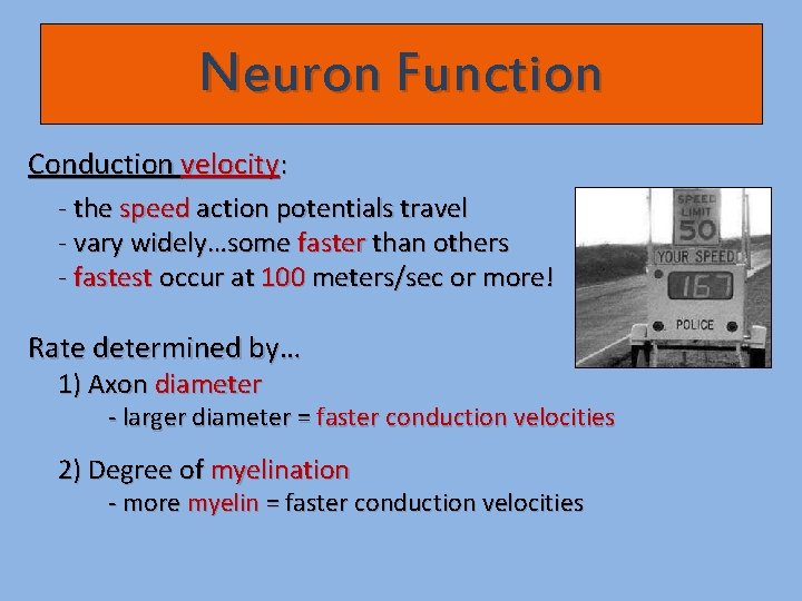 Neuron Function Conduction velocity: - the speed action potentials travel - vary widely…some faster