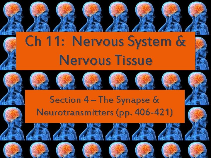 Ch 11: Nervous System & Nervous Tissue Section 4 – The Synapse & Neurotransmitters