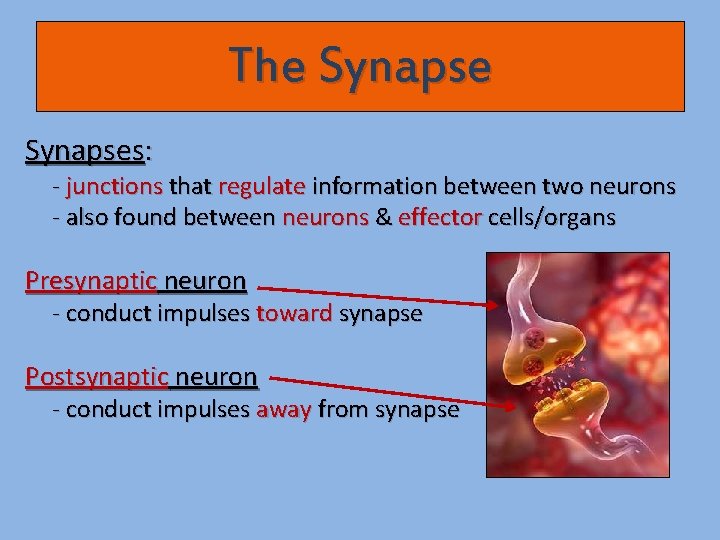 The Synapses: - junctions that regulate information between two neurons - also found between