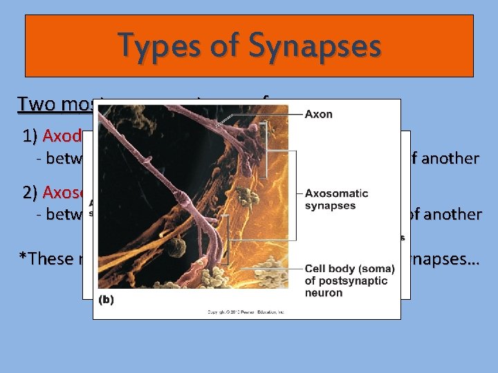 Types of Synapses Two most common types of synapses: 1) Axodendritic synapse - between