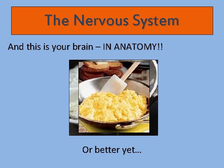 The Nervous System And this is your brain – IN ANATOMY!! Or better yet…