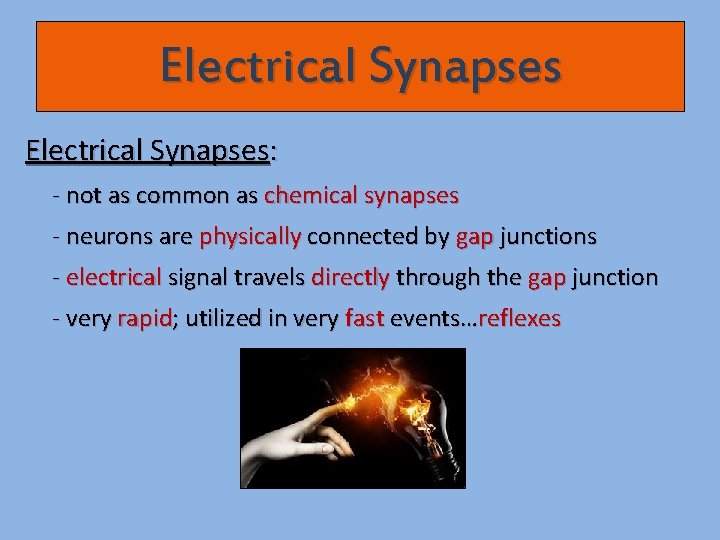 Electrical Synapses: - not as common as chemical synapses - neurons are physically connected