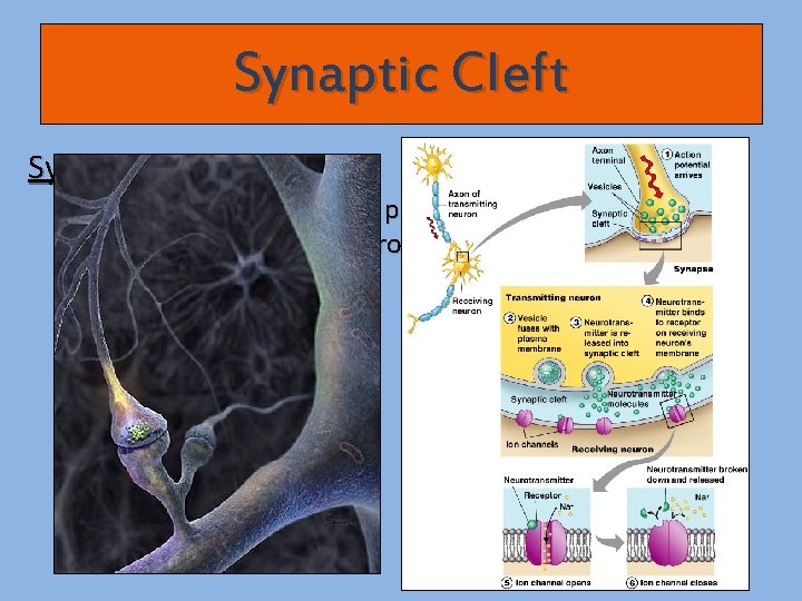 Synaptic Cleft: - fluid-filled space between pre- & post-synaptic neurons - prevents nerve impulses