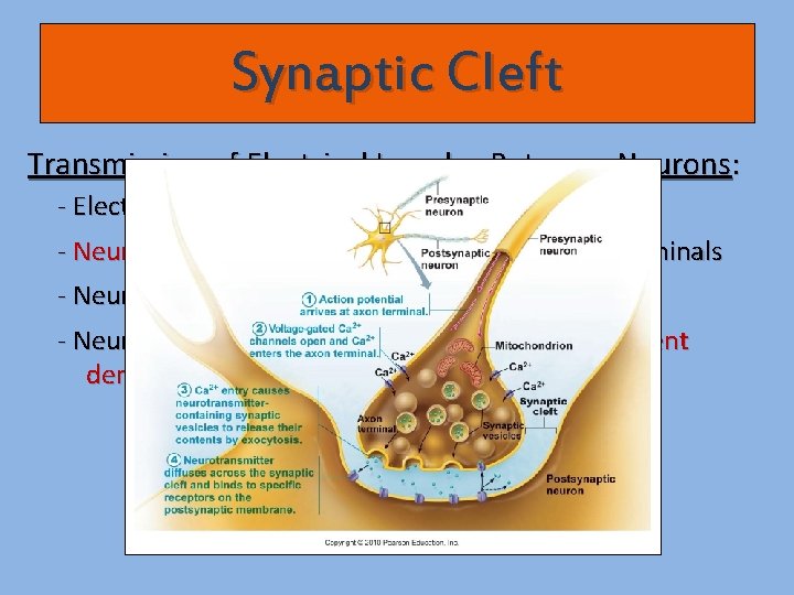 Synaptic Cleft Transmission of Electrical Impulse Between Neurons: - Electrical signal reaches end of