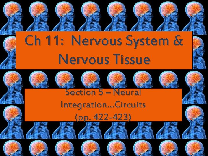 Ch 11: Nervous System & Nervous Tissue Section 5 – Neural Integration…Circuits (pp. 422