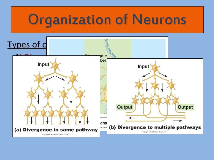 Organization of Neurons Types of circuits: 1) Diverging circuits - one incoming nerve fiber