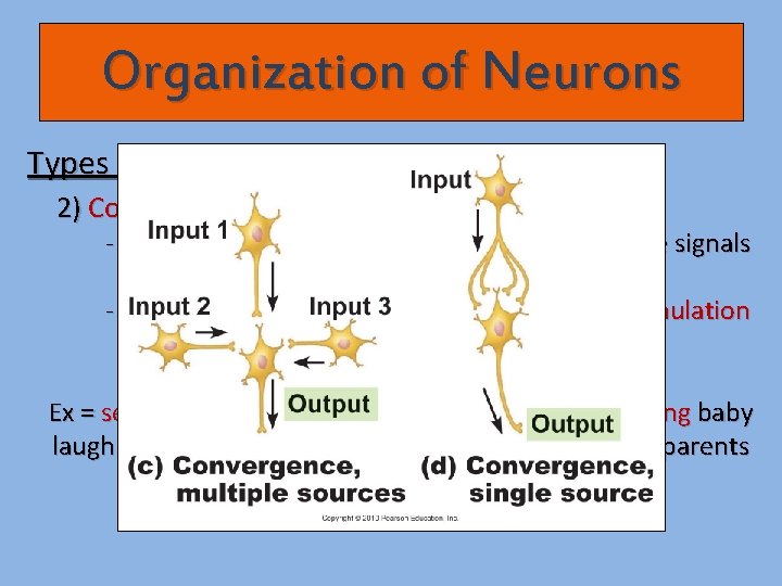 Organization of Neurons Types of circuits: 2) Converging circuits - multiple nerve fibers in