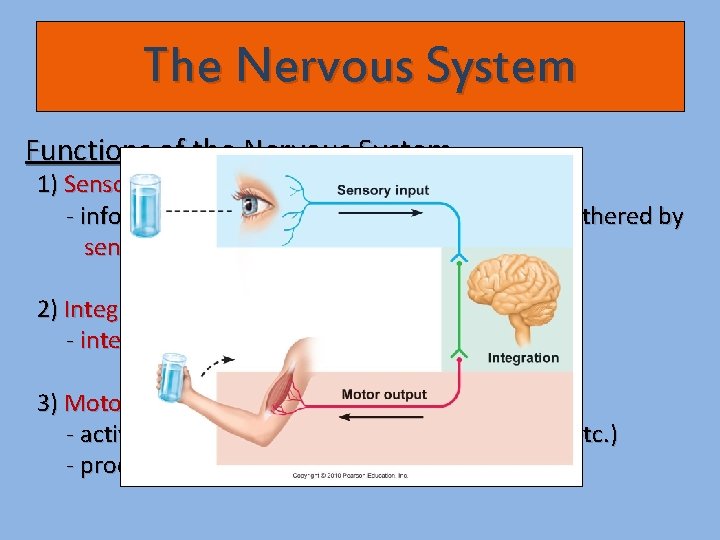 The Nervous System Functions of the Nervous System 1) Sensory input - information about