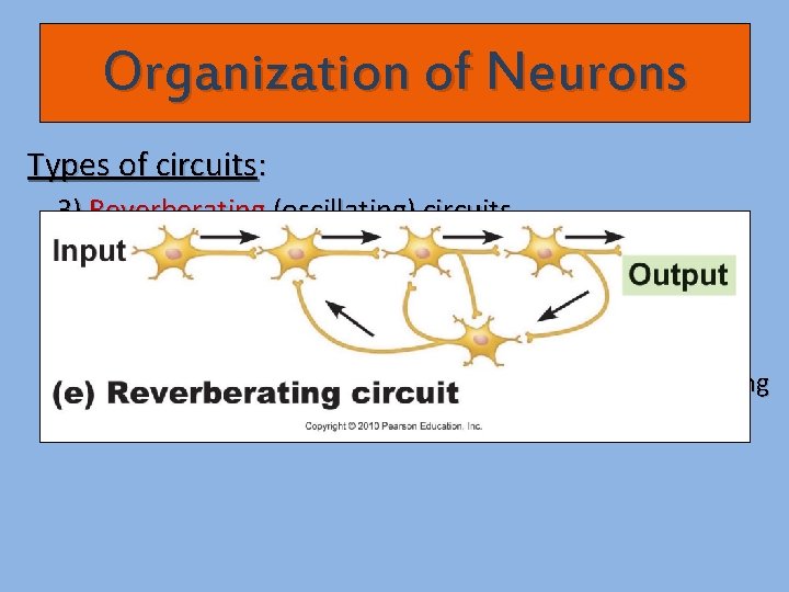 Organization of Neurons Types of circuits: 3) Reverberating (oscillating) circuits - chain of neurons