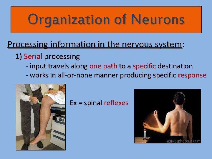 Organization of Neurons Processing information in the nervous system: 1) Serial processing - input