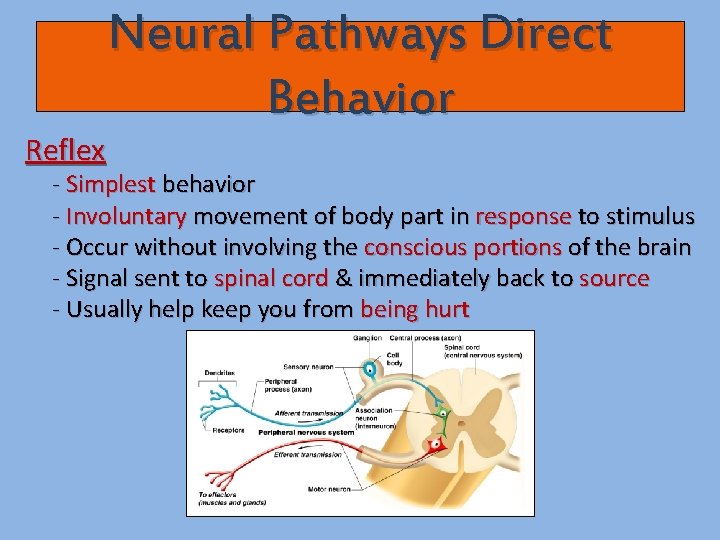 Reflex Neural Pathways Direct Behavior - Simplest behavior - Involuntary movement of body part