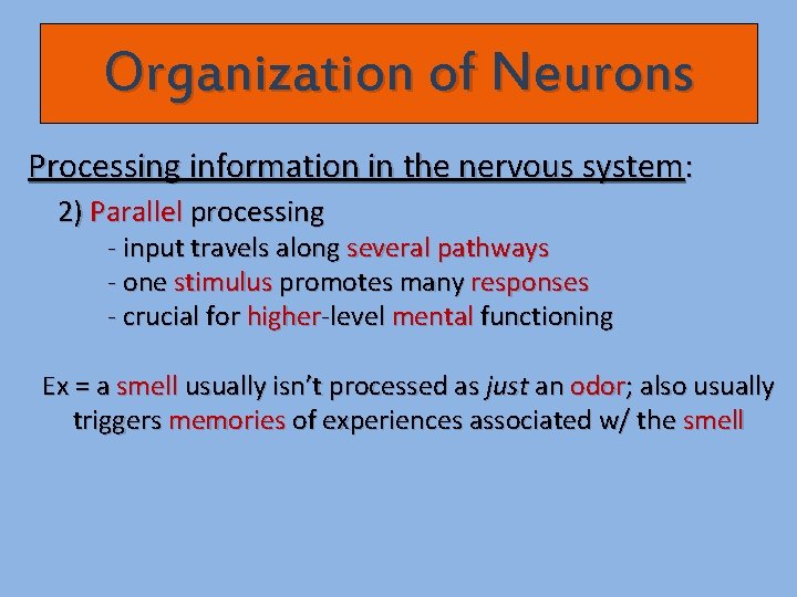 Organization of Neurons Processing information in the nervous system: 2) Parallel processing - input
