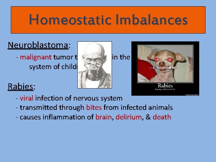 Homeostatic Imbalances Neuroblastoma: - malignant tumor that occurs in the peripheral nervous system of