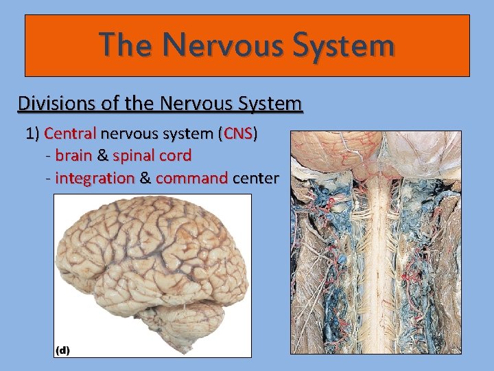 The Nervous System Divisions of the Nervous System 1) Central nervous system (CNS) -