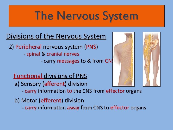The Nervous System Divisions of the Nervous System 2) Peripheral nervous system (PNS) -