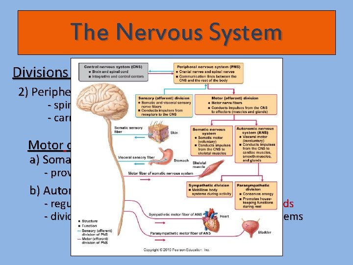 The Nervous System Divisions of the Nervous System 2) Peripheral nervous system (PNS) -