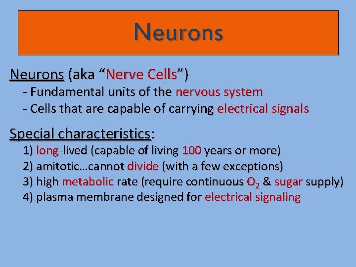 Neurons (aka “Nerve Cells”) - Fundamental units of the nervous system - Cells that