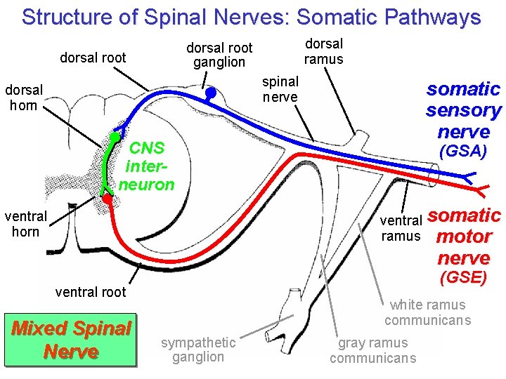 Structure of Spinal Nerves: Somatic Pathways dorsal ramus dorsal root ganglion dorsal root spinal