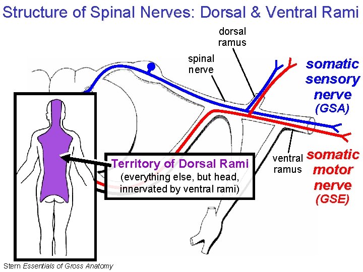Structure of Spinal Nerves: Dorsal & Ventral Rami dorsal ramus spinal nerve somatic sensory