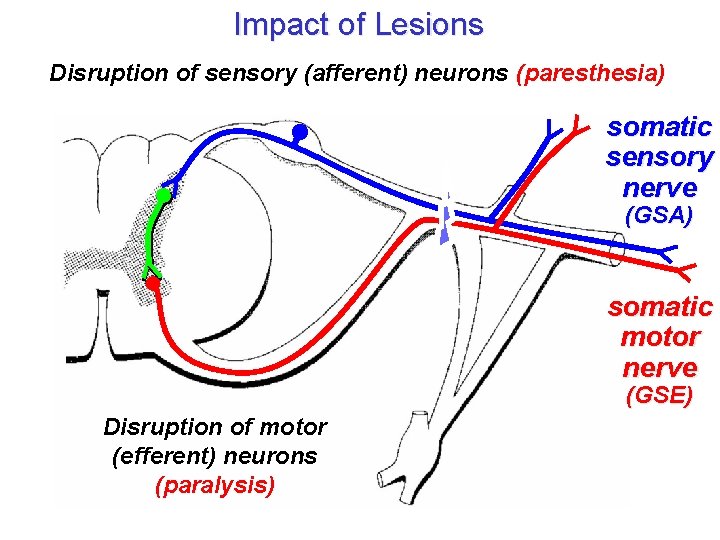 Impact of Lesions Disruption of sensory (afferent) neurons (paresthesia) somatic sensory nerve (GSA) somatic