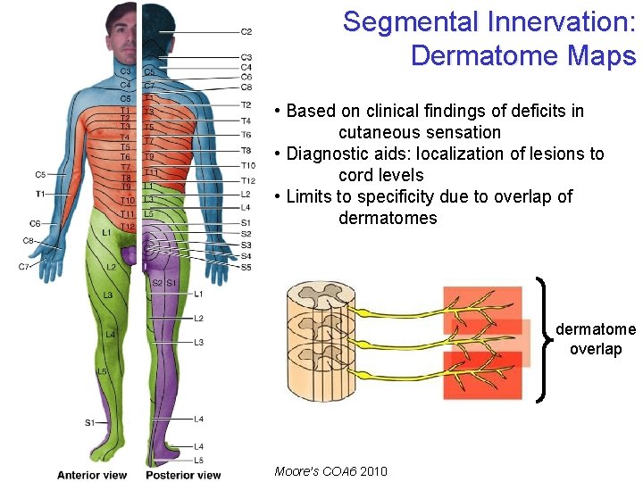 Segmental Innervation: Dermatome Maps • Based on clinical findings of deficits in cutaneous sensation