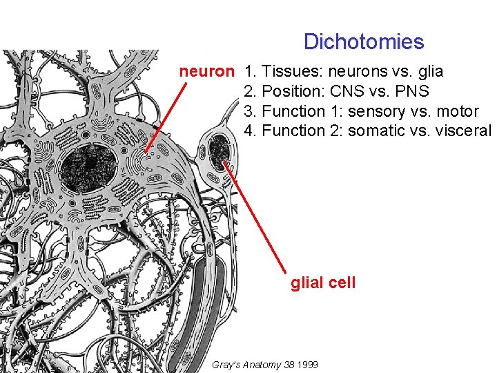 Dichotomies neuron 1. Tissues: neurons vs. glia 2. Position: CNS vs. PNS 3. Function