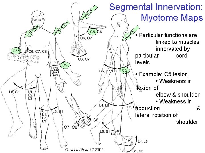 N IO X E FL RO T TA IO N Segmental Innervation: Myotome Maps