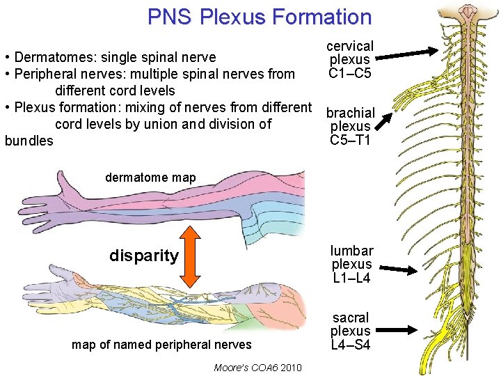 PNS Plexus Formation • Dermatomes: single spinal nerve • Peripheral nerves: multiple spinal nerves