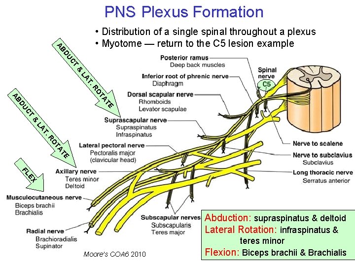 PNS Plexus Formation AB • Distribution of a single spinal throughout a plexus •