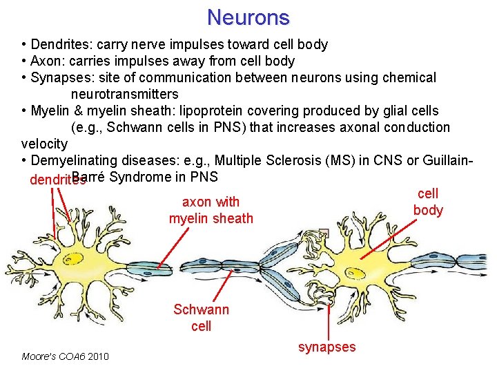 Neurons • Dendrites: carry nerve impulses toward cell body • Axon: carries impulses away