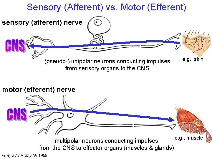 Sensory (Afferent) vs. Motor (Efferent) sensory (afferent) nerve (pseudo-) unipolar neurons conducting impulses from