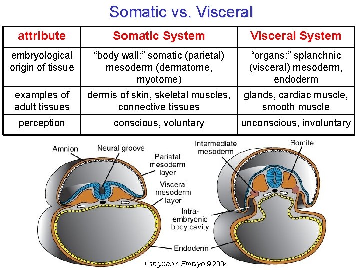 Somatic vs. Visceral attribute Somatic System Visceral System embryological origin of tissue “body wall: