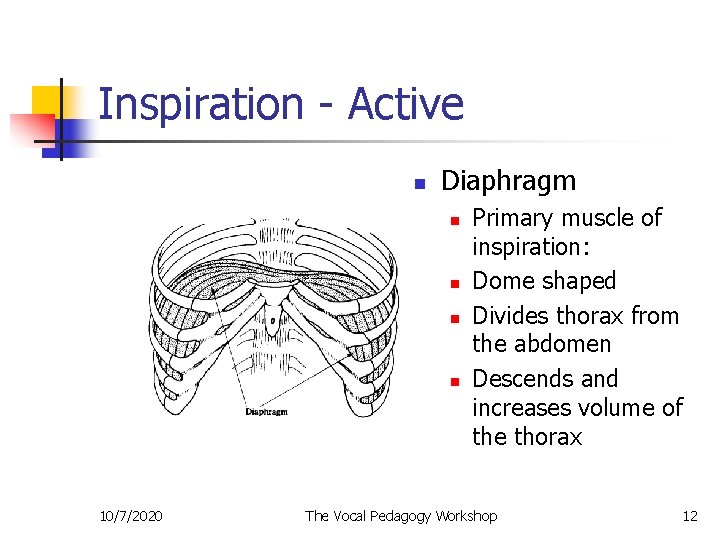 Inspiration - Active n Diaphragm n n 10/7/2020 Primary muscle of inspiration: Dome shaped