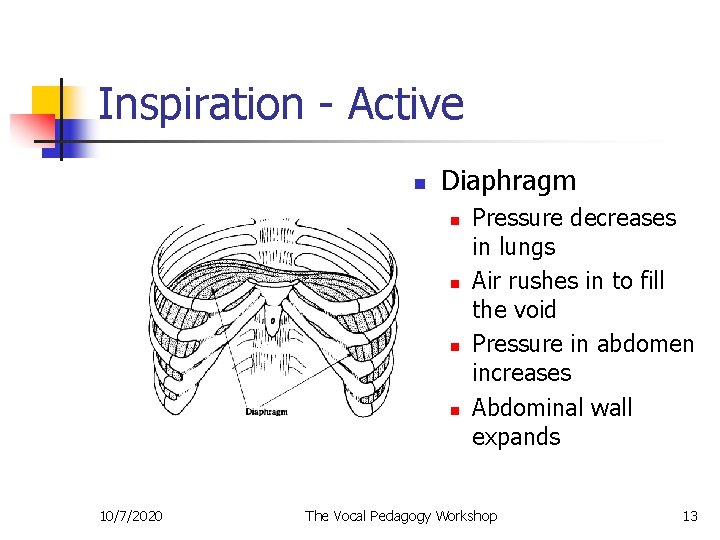 Inspiration - Active n Diaphragm n n 10/7/2020 Pressure decreases in lungs Air rushes