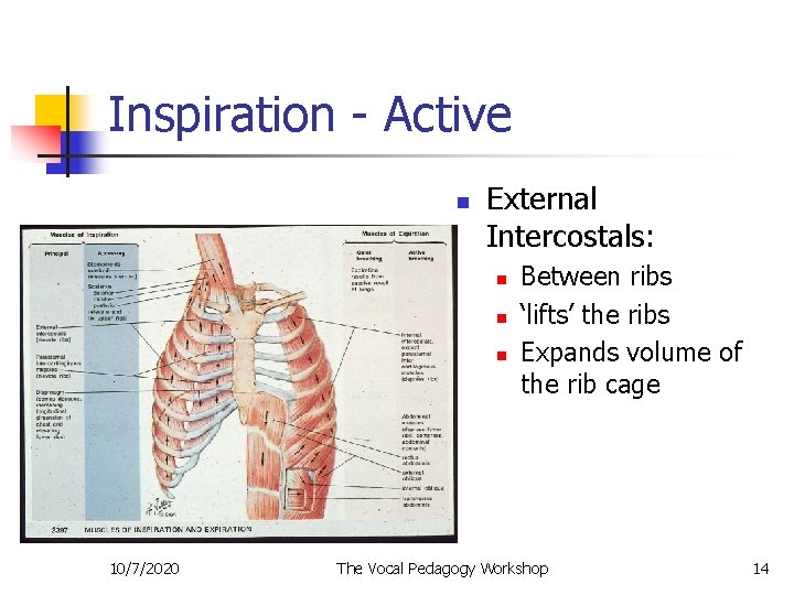Inspiration - Active n External Intercostals: n n n 10/7/2020 Between ribs ‘lifts’ the