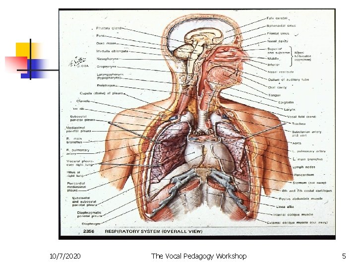 10/7/2020 The Vocal Pedagogy Workshop 5 