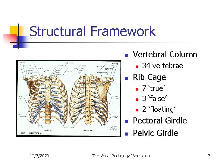 Structural Framework n Vertebral Column n n Rib Cage n n n 10/7/2020 34