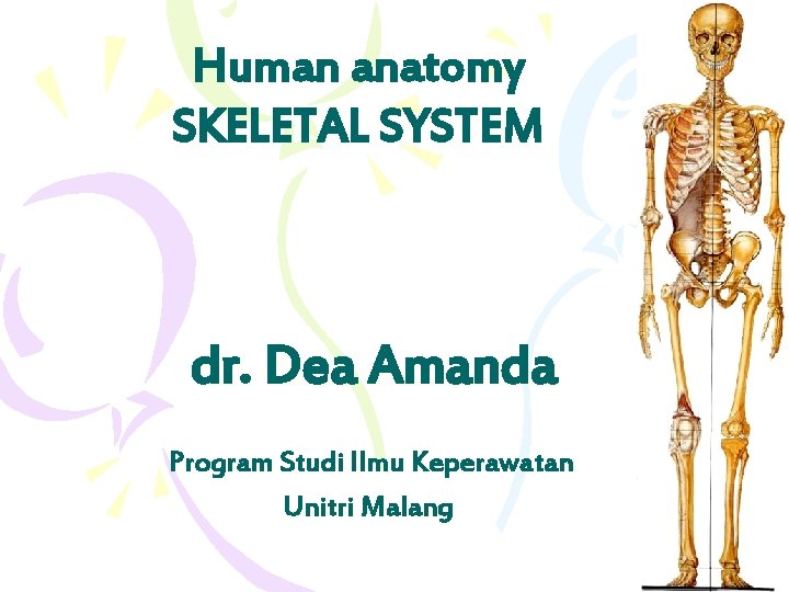 Human anatomy SKELETAL SYSTEM dr. Dea Amanda Program Studi Ilmu Keperawatan Unitri Malang 