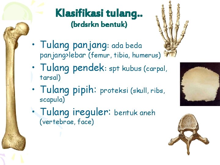 Klasifikasi tulang. . (brdsrkn bentuk) • Tulang panjang: ada beda panjang>lebar (femur, tibia, humerus)