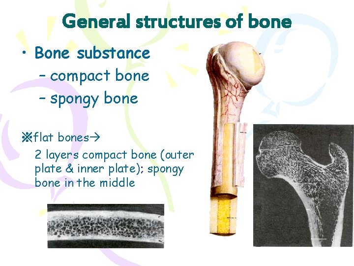 General structures of bone • Bone substance – compact bone – spongy bone ※flat