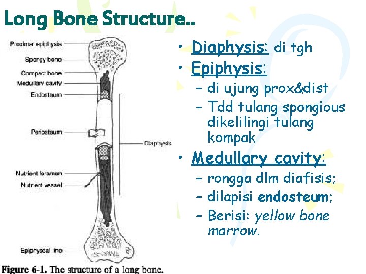 Long Bone Structure. . • Diaphysis: di tgh • Epiphysis: – di ujung prox&dist