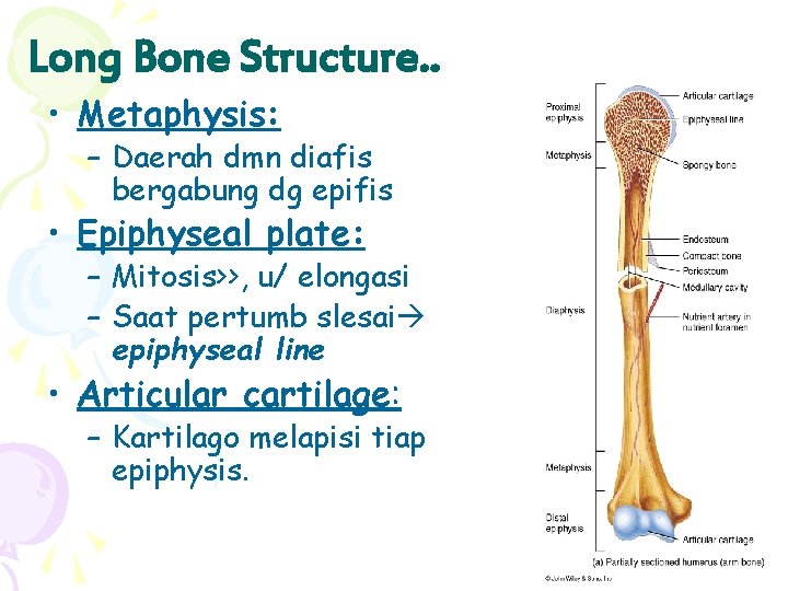 Long Bone Structure. . • Metaphysis: – Daerah dmn diafis bergabung dg epifis •