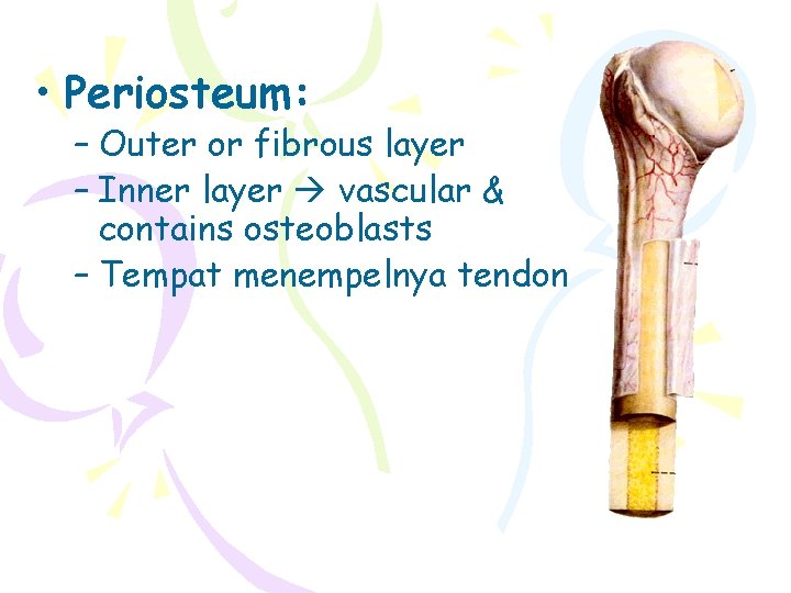  • Periosteum: – Outer or fibrous layer – Inner layer vascular & contains