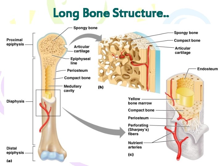 Long Bone Structure. . Figure 6. 3 