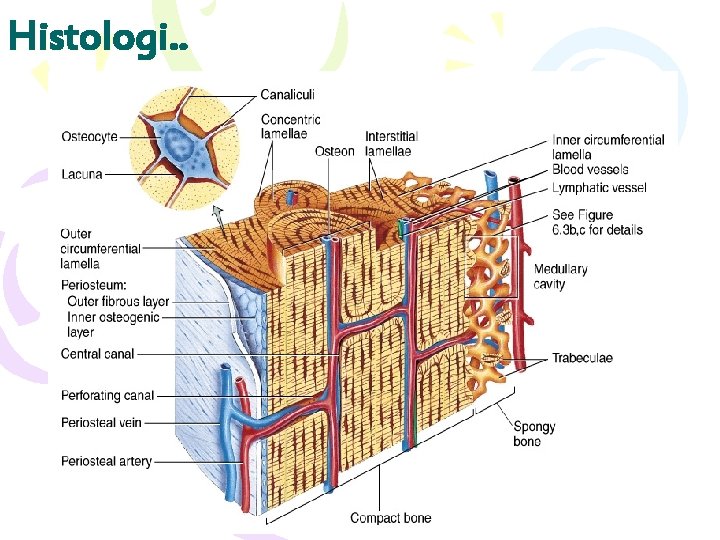 Histologi. . 