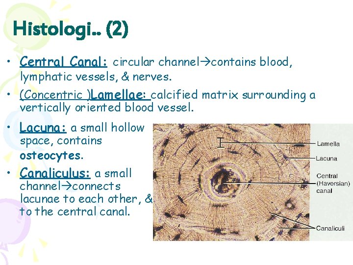 Histologi. . (2) • Central Canal: circular channel contains blood, lymphatic vessels, & nerves.