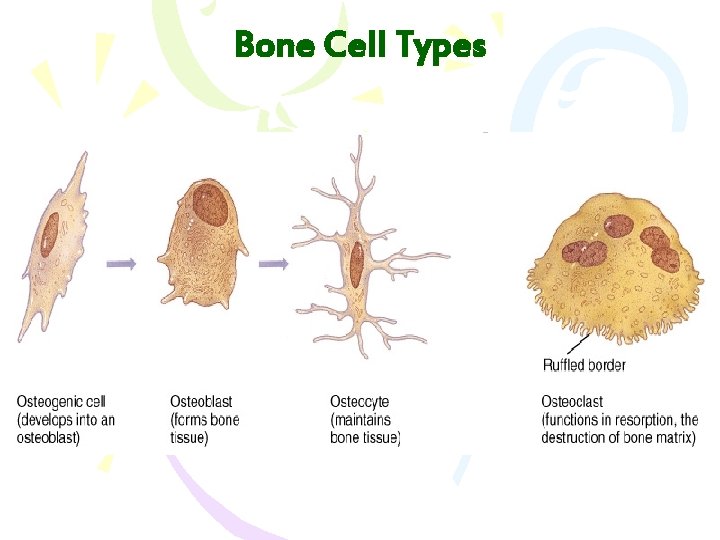 Bone Cell Types 