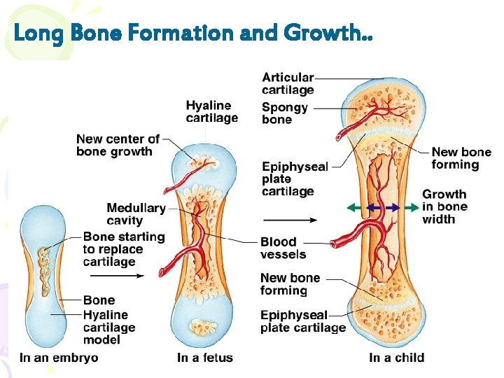 Long Bone Formation and Growth. . 